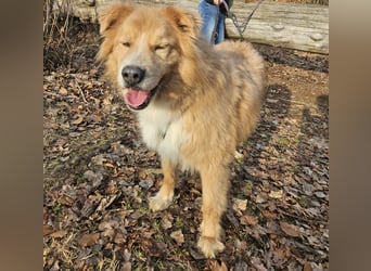 Kenzo sucht seine Menschen