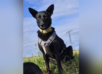 Maxi sucht ein neues Zuhause
