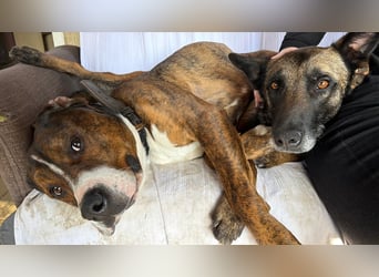 Dexter sucht ein neues Zuhause