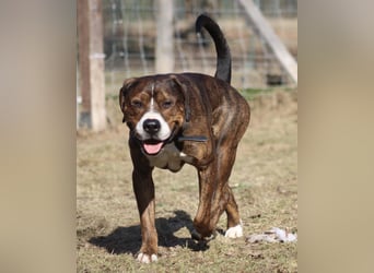 Dexter sucht ein neues Zuhause