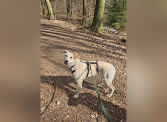 Melody sucht ein neues Zuhause