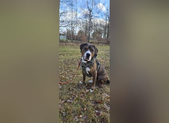 Dexter sucht ein neues Zuhause