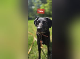 Pixie sucht ganz dringend ein neues Zuhause