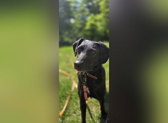 Pixie sucht ganz dringend ein neues Zuhause
