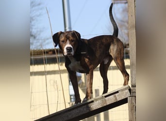 Dexter sucht ein neues Zuhause