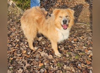 Kenzo sucht seine Menschen