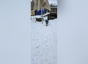 Dexter sucht ein neues Zuhause