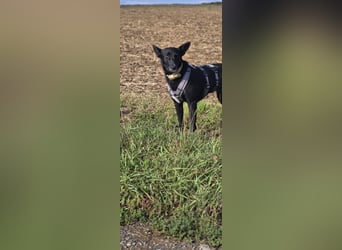 Maxi sucht ein neues Zuhause