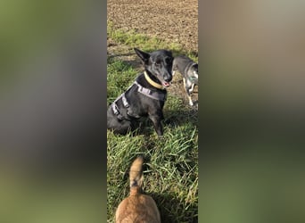 Maxi sucht ein neues Zuhause