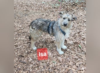 Isa sucht ein neues Zuhause