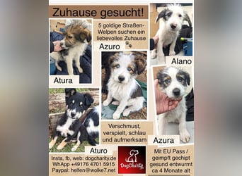 Azuro - Welpe mit Himmelblauen Augen