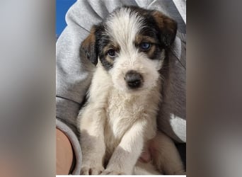 Azura - mit dem besonderen Hundeblick