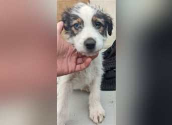 Azura - mit dem besonderen Hundeblick
