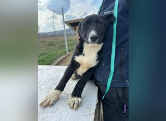 Woopy, wunderschönes Hundemädchen sucht zuverlässige Menschen