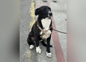 Woopy, wunderschönes Hundemädchen sucht zuverlässige Menschen