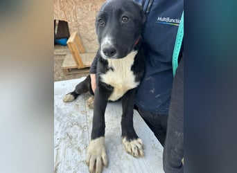 Woopy, wunderschönes Hundemädchen sucht zuverlässige Menschen