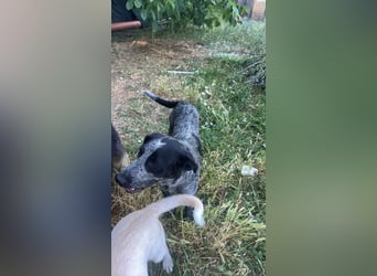 Berta, Hundemädchen sucht liebevolle Hände