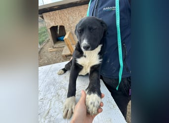Woopy, wunderschönes Hundemädchen sucht zuverlässige Menschen