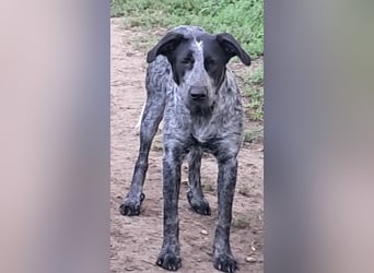 Berta, Hundemädchen sucht liebevolle Hände