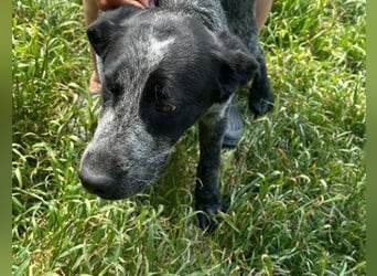 Berta, Hundemädchen sucht liebevolle Hände