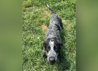 Berta, Hundemädchen sucht liebevolle Hände