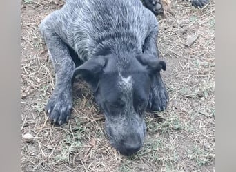 Berta, Hundemädchen sucht liebevolle Hände