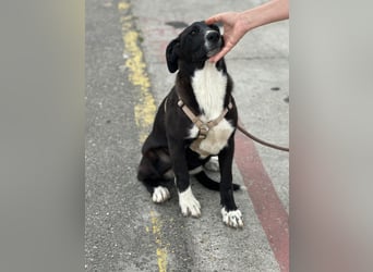 Woopy, wunderschönes Hundemädchen sucht zuverlässige Menschen