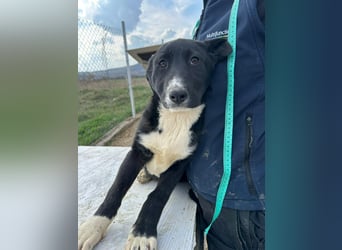 Woopy, wunderschönes Hundemädchen sucht zuverlässige Menschen