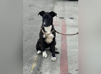 Woopy, wunderschönes Hundemädchen sucht zuverlässige Menschen