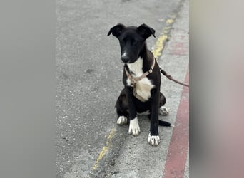 Woopy, wunderschönes Hundemädchen sucht zuverlässige Menschen