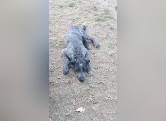 Berta, Hundemädchen sucht liebevolle Hände