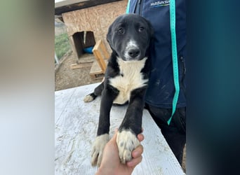 Woopy, wunderschönes Hundemädchen sucht zuverlässige Menschen