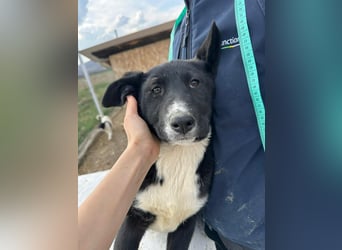 Woopy, wunderschönes Hundemädchen sucht zuverlässige Menschen