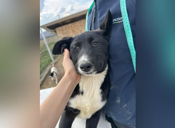 Woopy, wunderschönes Hundemädchen sucht zuverlässige Menschen
