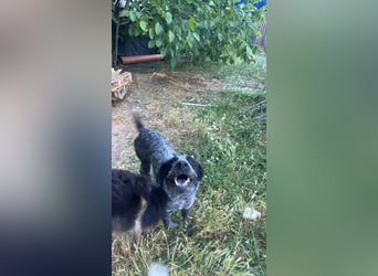 Berta, Hundemädchen sucht liebevolle Hände