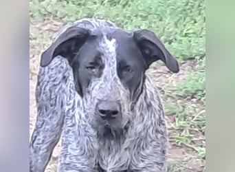 Berta, Hundemädchen sucht liebevolle Hände