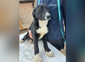 Woopy, wunderschönes Hundemädchen sucht zuverlässige Menschen
