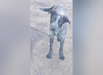 Berta, Hundemädchen sucht liebevolle Hände