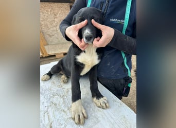 Woopy, wunderschönes Hundemädchen sucht zuverlässige Menschen