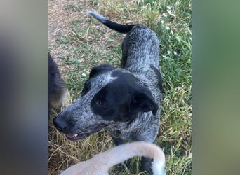 Berta, Hundemädchen sucht liebevolle Hände