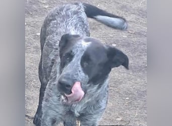 Berta, Hundemädchen sucht liebevolle Hände