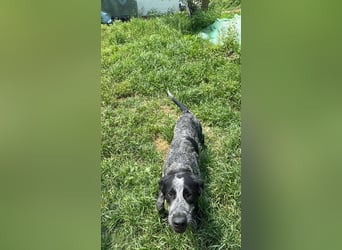 Berta, Hundemädchen sucht liebevolle Hände