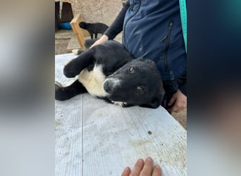 Woopy, wunderschönes Hundemädchen sucht zuverlässige Menschen