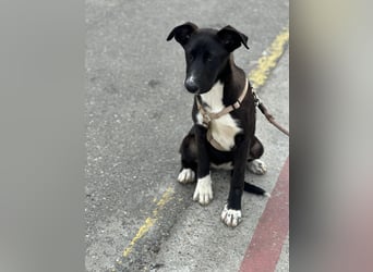 Woopy, wunderschönes Hundemädchen sucht zuverlässige Menschen