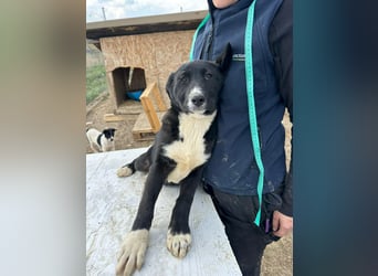 Woopy, wunderschönes Hundemädchen sucht zuverlässige Menschen