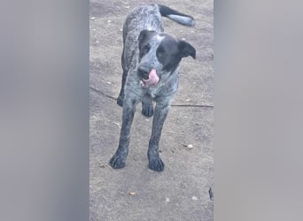 Berta, Hundemädchen sucht liebevolle Hände