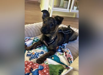 WINNIE - zauberhafter Hundejunge sucht sein Für-Immer-Zuhause