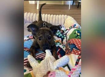 WINNIE - zauberhafter Hundejunge sucht sein Für-Immer-Zuhause