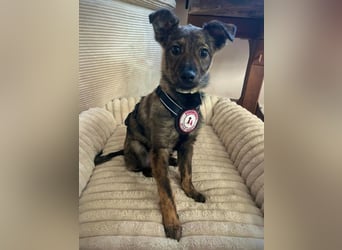 WINNIE - zauberhafter Hundejunge sucht sein Für-Immer-Zuhause