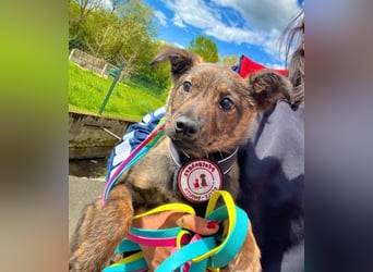 WINNIE - zauberhafter Hundejunge sucht sein Für-Immer-Zuhause